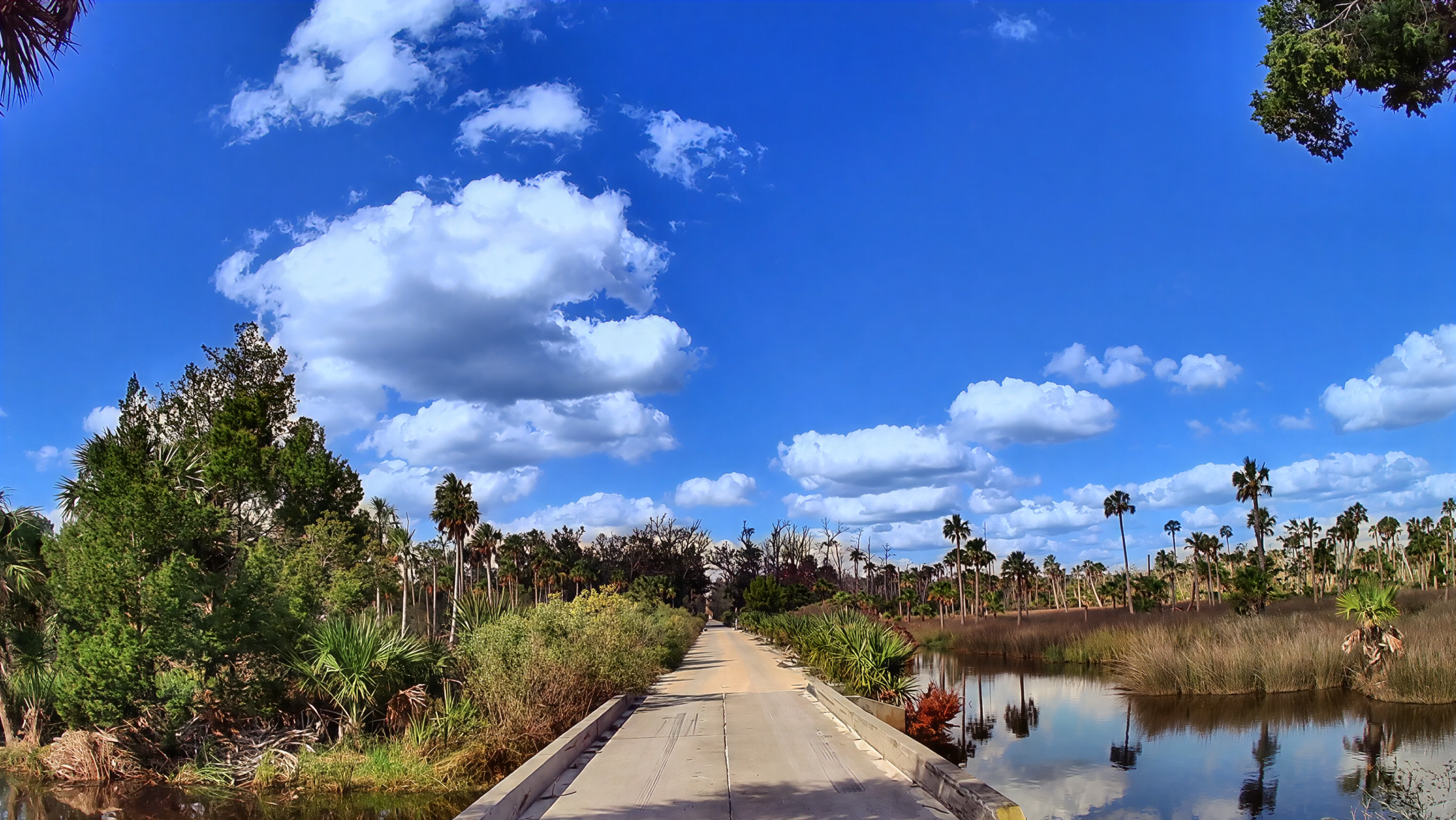 Florida Big Bend II