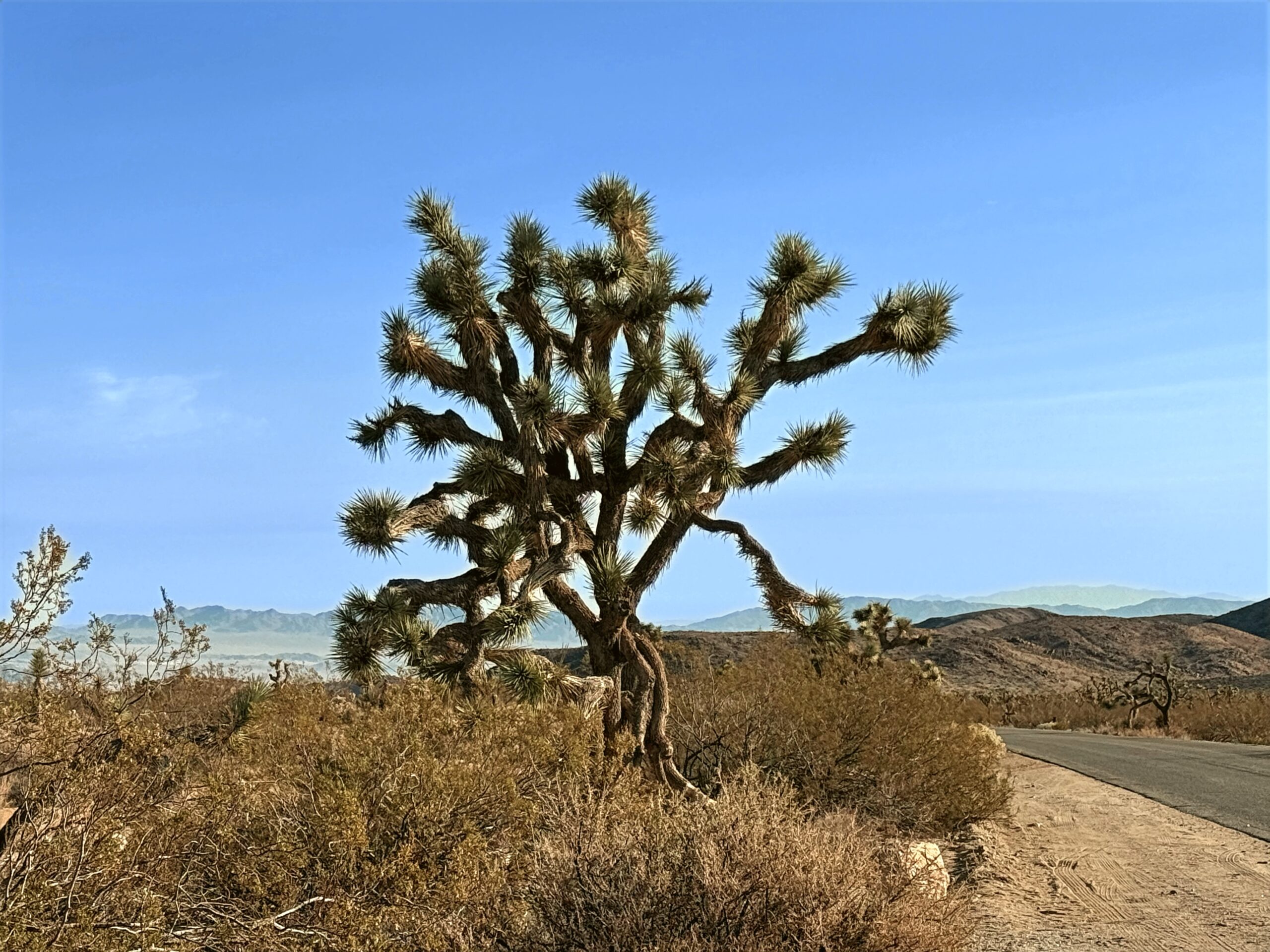 Joshua Tree